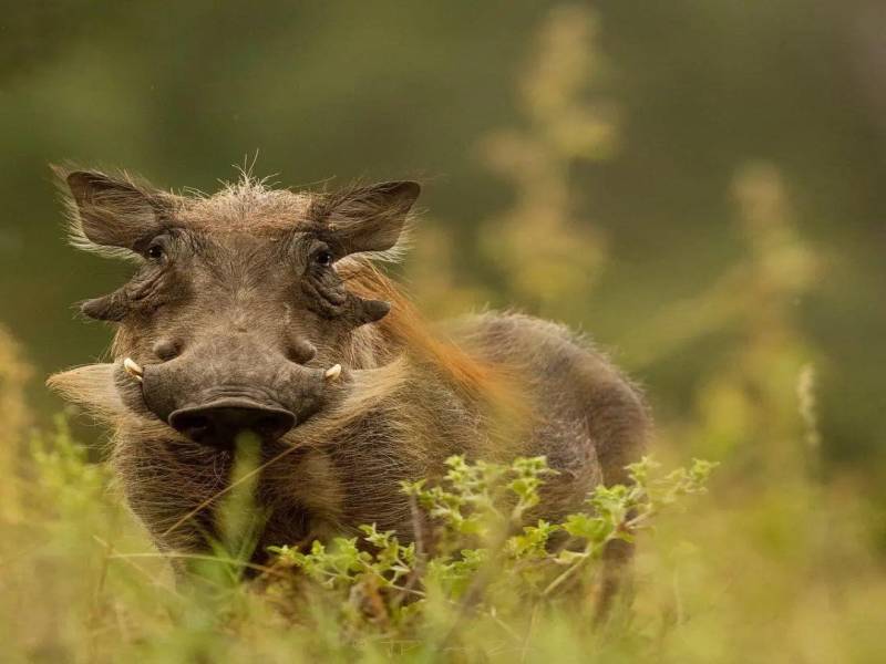 5 Days Tanzania Safari Tour Package