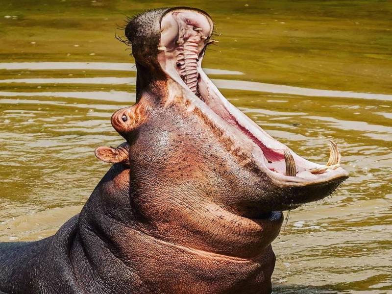 5 Days Tanzania Safari Tour Package