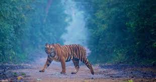 2 Night 3 Day Jim Corbett Tour