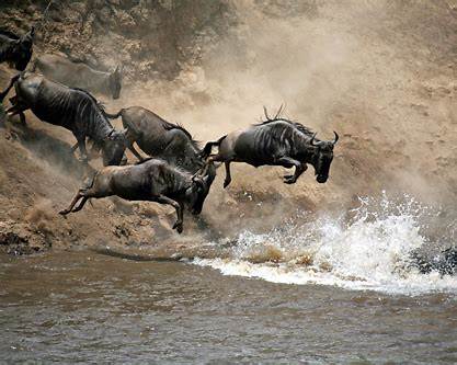 07 Nights  08 Days Mount Kenya- Lake Nakuru- Maasai Mara - Mombasa Honeymoon Package