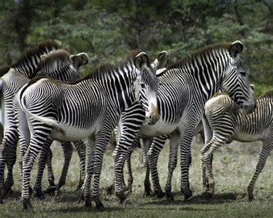 07 Nights  08 Days Mount Kenya- Lake Nakuru- Maasai Mara - Mombasa Honeymoon Package