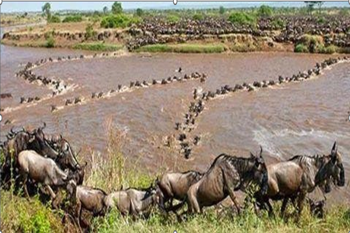 2 Nights / 3 Days Luxury Masai Mara Road Safari