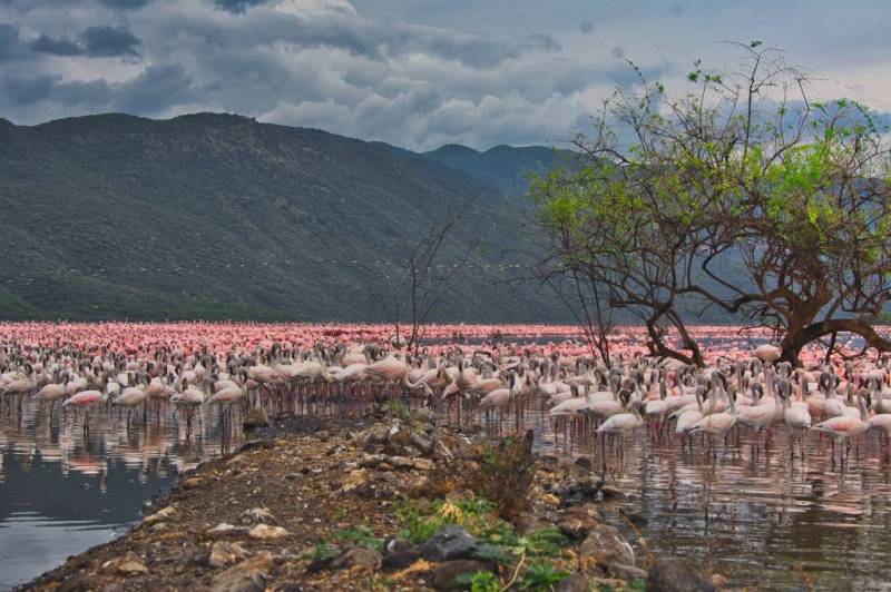 5 Nights 6 Days Nairobi - Lake Bogoria - Lake Nakuru - Maasai Mara Safari