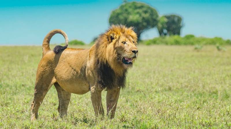 5 Nights 6 Days Nairobi - Lake Bogoria - Lake Nakuru - Maasai Mara Safari