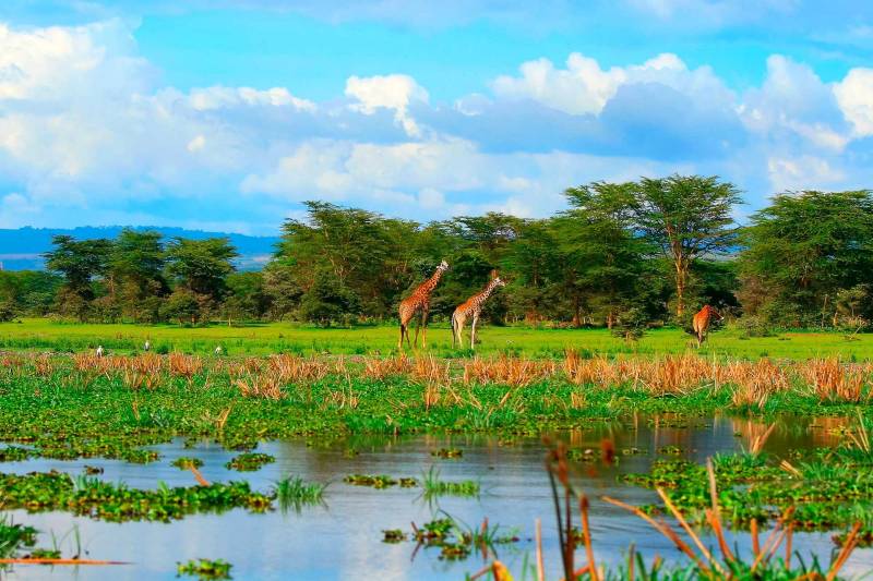Team Building In Naivasha With Activities In Hells Gate National Park Tour