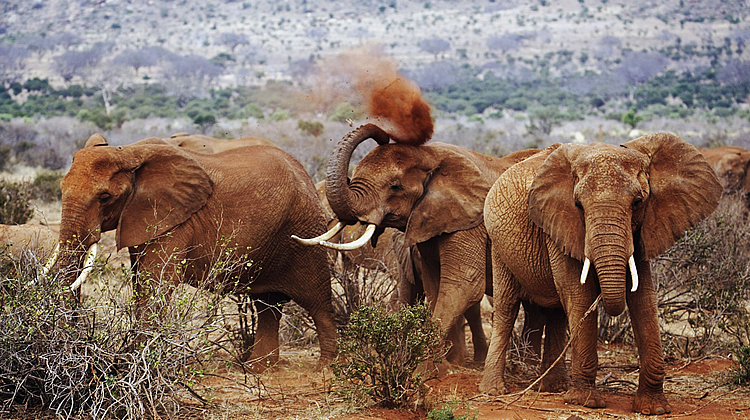 9 Days - 8 Nights Samburu - Classic Kenya Safari Tour