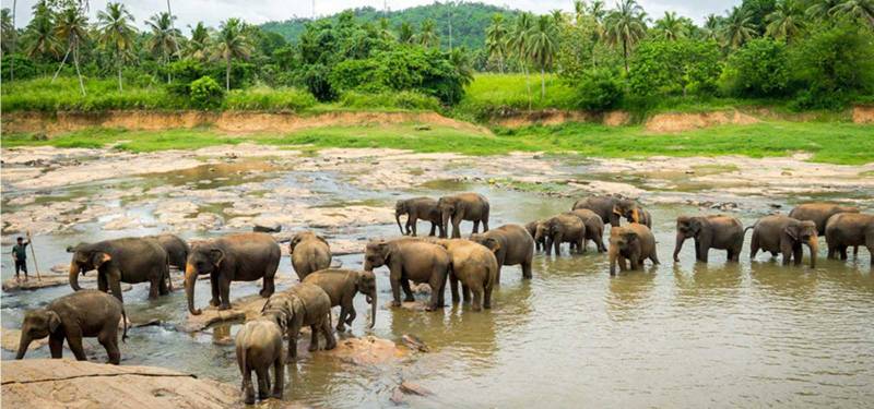 7 Days 6 Nights to Sri Lanka All Inclusive Honeymoon Tour