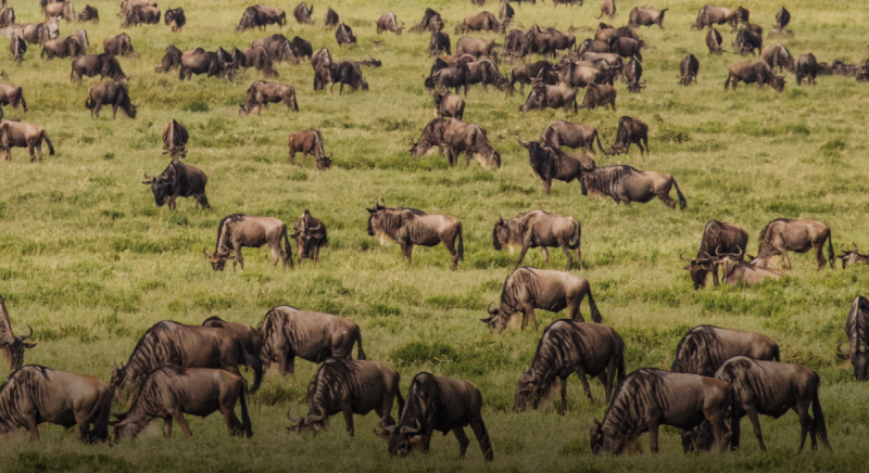 Luxury Safari 6 Days - 5 Nights Tour