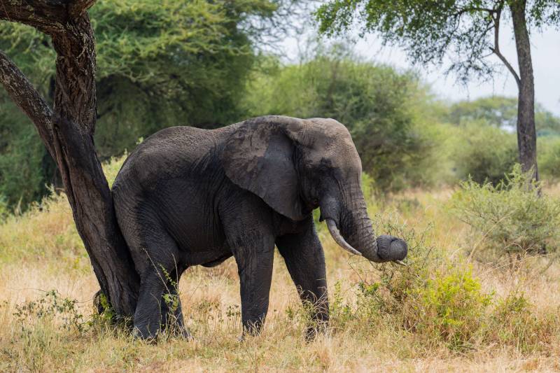 2 Day Tanzania Safari, Tarangire National Park and Ngorongoro Crater