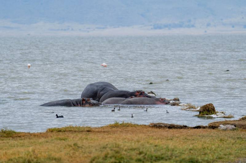 2 Day Tanzania Safari, Tarangire National Park and Ngorongoro Crater