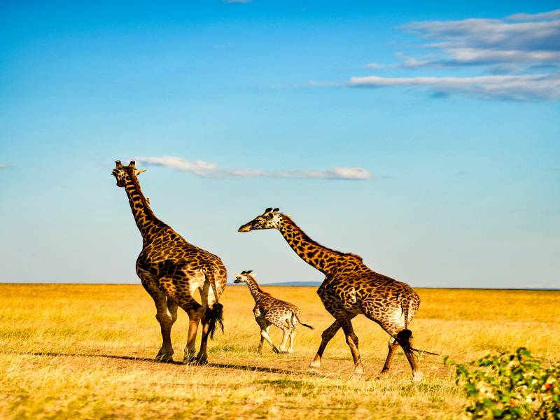 4 - 6 Day Honeymoon Safari