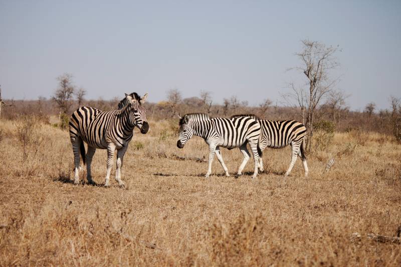 4 - 6 Day Honeymoon Safari