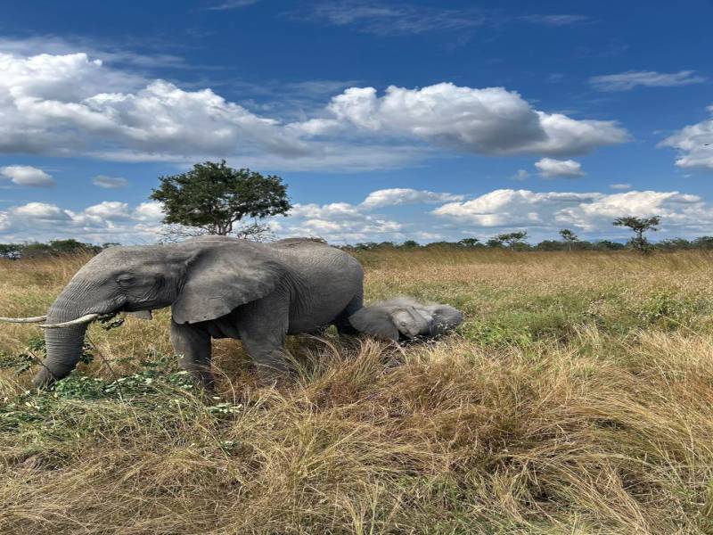 Luxury Safari Escape