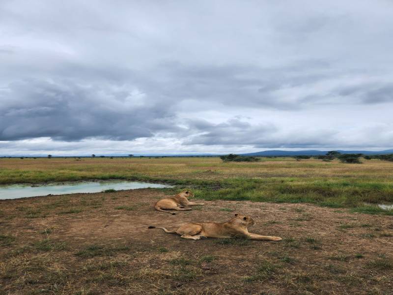 Luxury Safari Escape