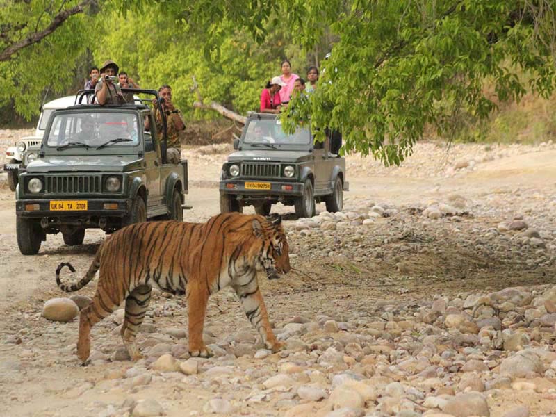 Budget & Economical Tour Package To Corbett National Park- Nainital