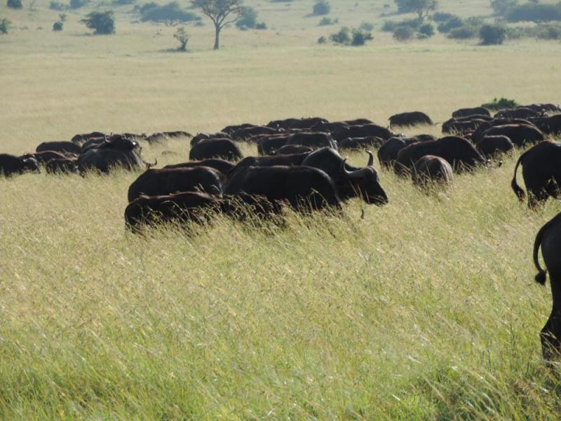 Kenya Adventure Camping Safaris Package
