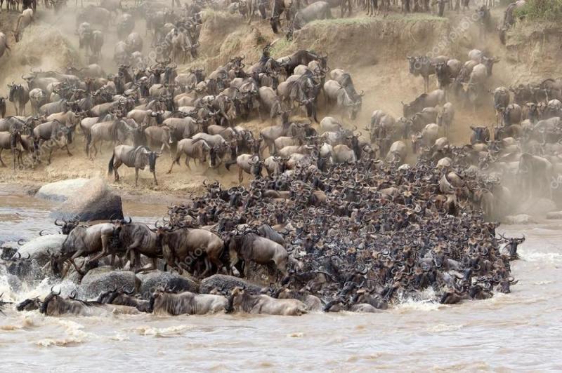 Great Masai Mara Wildebeest Migration Package