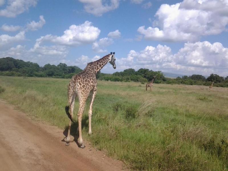 Best Of Kenya Authentic Adventure Tours Package