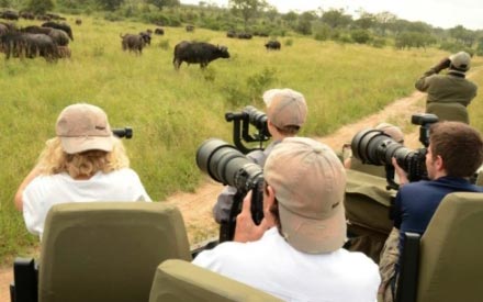 Wildlife Photographic Safaris Tour