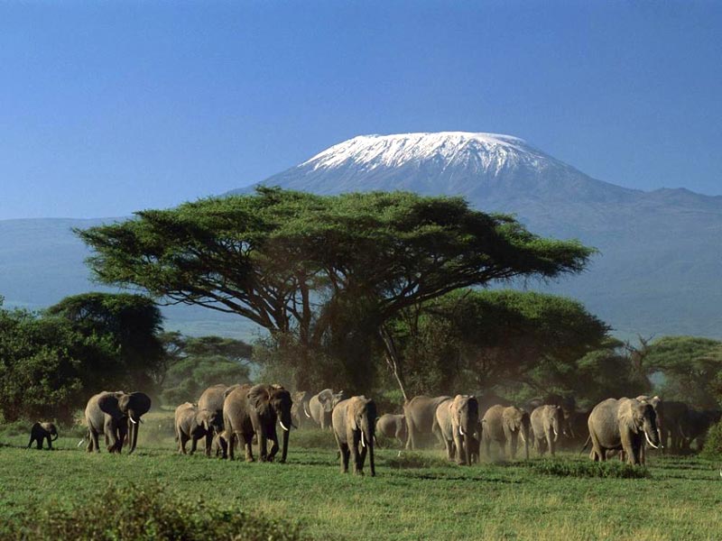 Amboseli - Tsavo West - Tsavo East - Kenya Safari Package