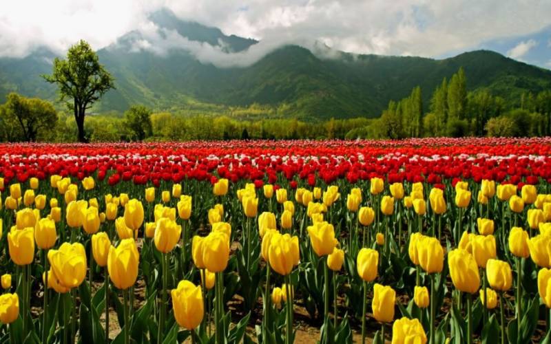 Tulip Package Kashmir