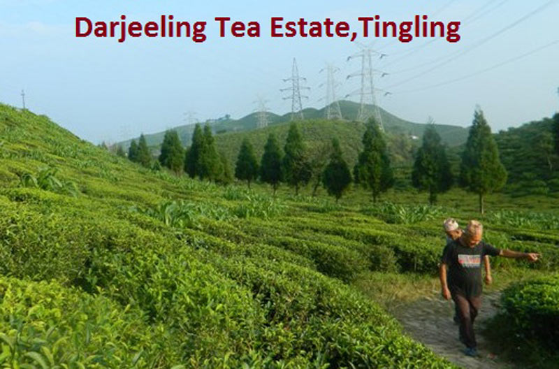 Holiday Trip To Darjeeling