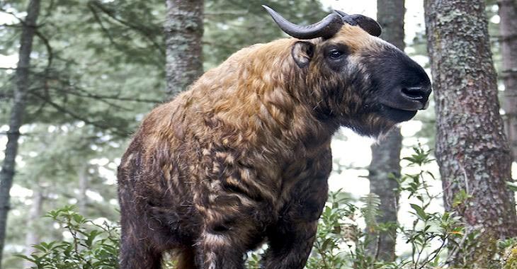 Best of Western Bhutan Tour