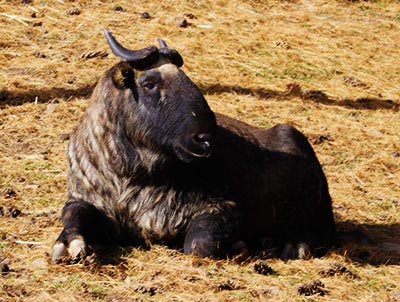 The Seven Days Scenic Bhutan Trip Tour