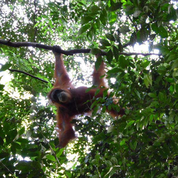 Orangutan, Sibayak & Toba Package