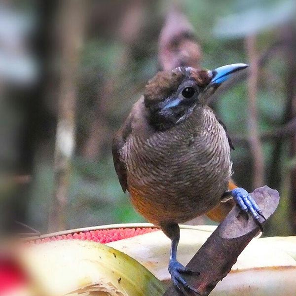 Papua Birding Package
