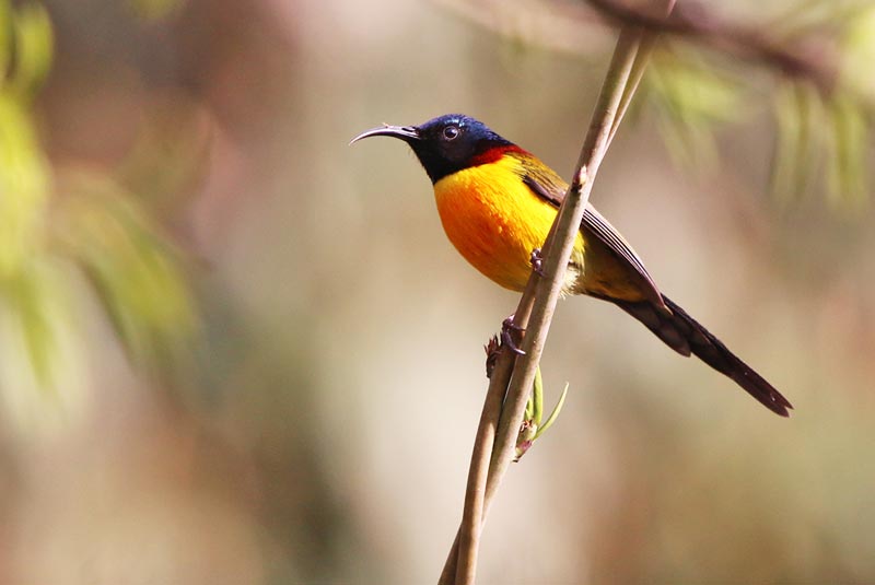 Bhutan Birding