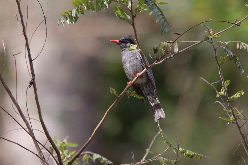 Bhutan Birding in Himalaya Tour