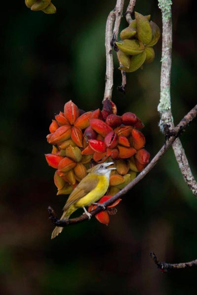 Bhutan Birding in Himalaya Tour
