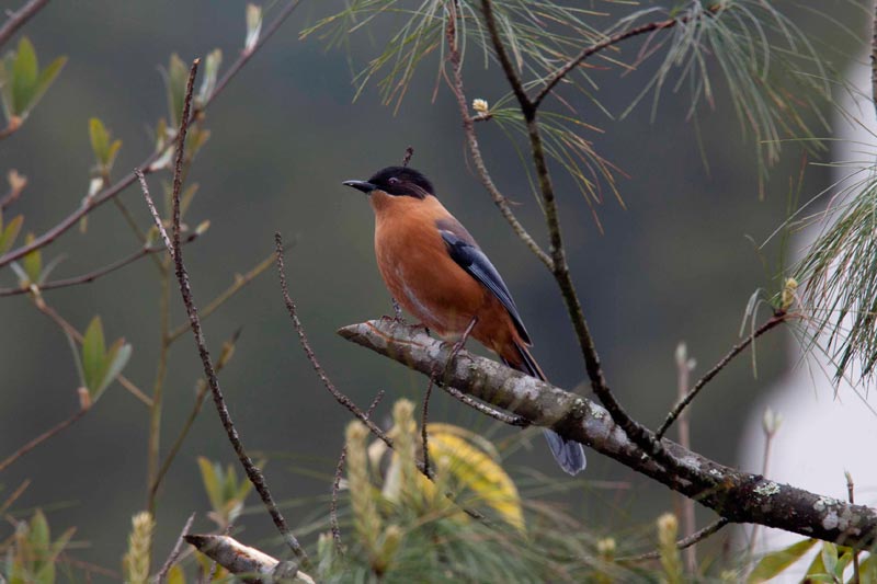 Bhutan Birding in Himalaya Tour