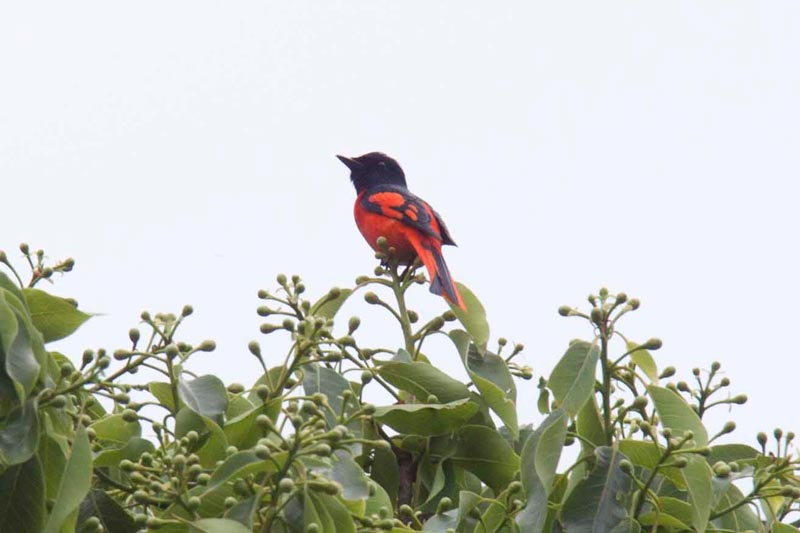 Bhutan Birding in Himalaya Tour