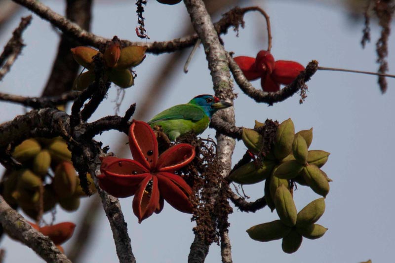 Bhutan Birding in Himalaya Tour