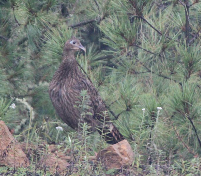 Bhutan Birding in Himalaya Tour