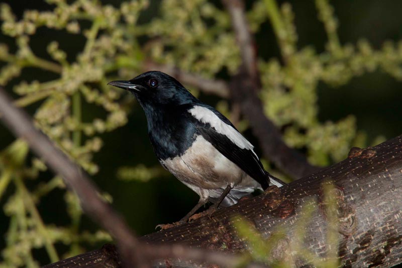 Bhutan Birding in Himalaya Tour