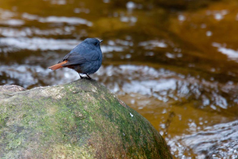Bhutan Birding in Himalaya Tour