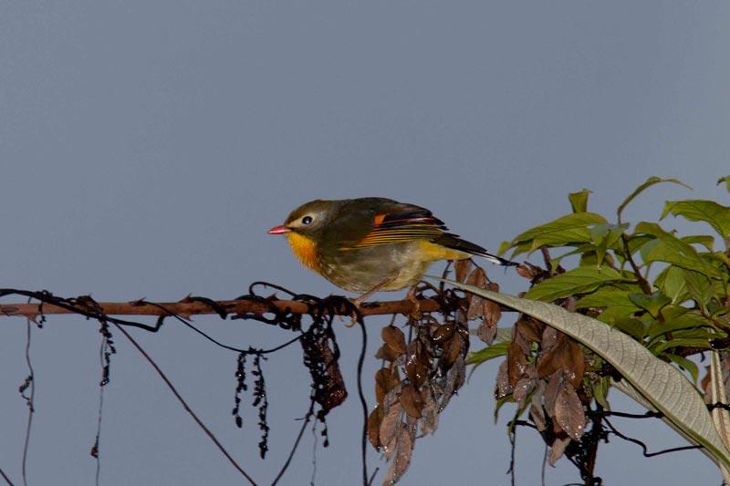 Bhutan Birding in Himalaya Tour