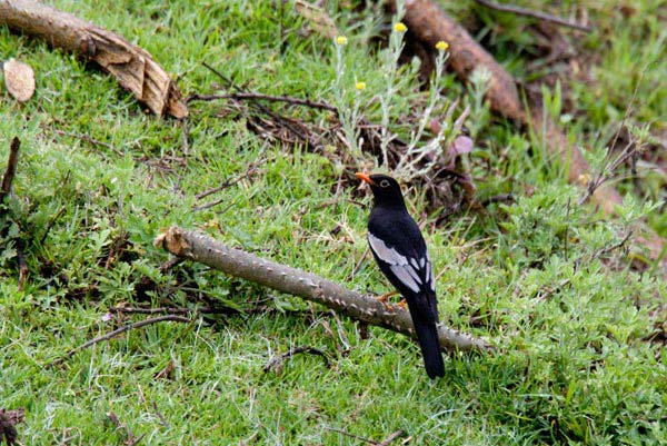 Bhutan Birding in Himalaya Tour