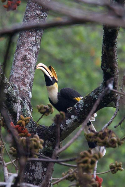 Bhutan Birding in Himalaya Tour