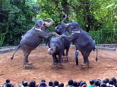 Amazing Srilanka Tour