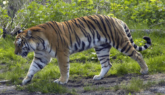 Best of Uttaranchal Tour package