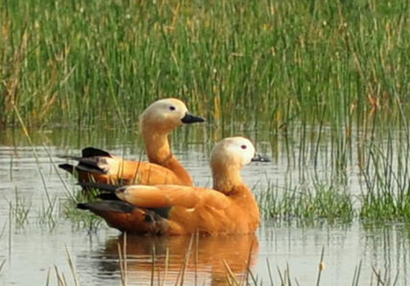 Odisha Eco Tourism Package