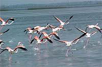 Dream Destination - Chilika Tour