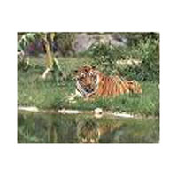 Kerala Wildlife Package