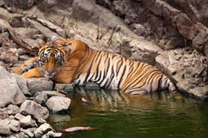 Golden Triangle Tour With A Spice Of Wildlife