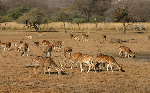 Rajasthan Wild Life Tour