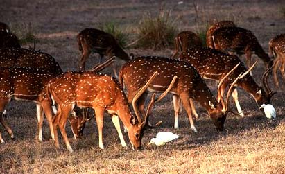 Wild Life Tour In Madhya Pradesh